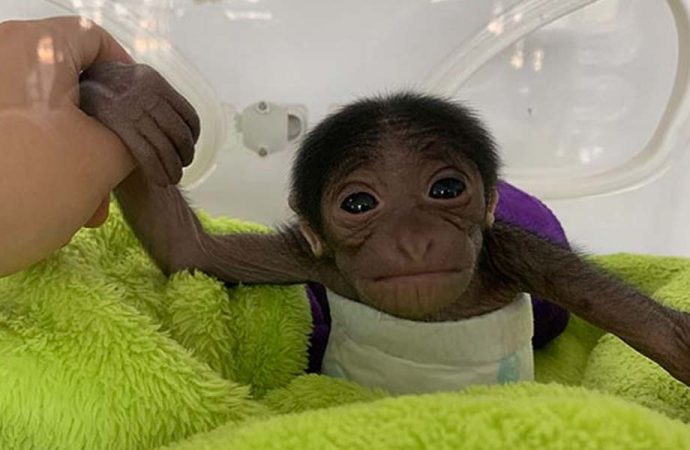 Çin’de 650 gramla dünyaya gelen minik maymuna rekor beğeni