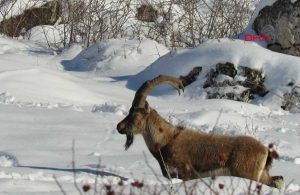 Yiyecek bulmakta zorlanan dağ keçileri Aladağlar’ın eteklerine indi