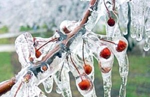 Meteoroloji’den zirai don uyarısı