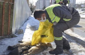 Ankara’da 3 yavru köpek ölü bulundu
