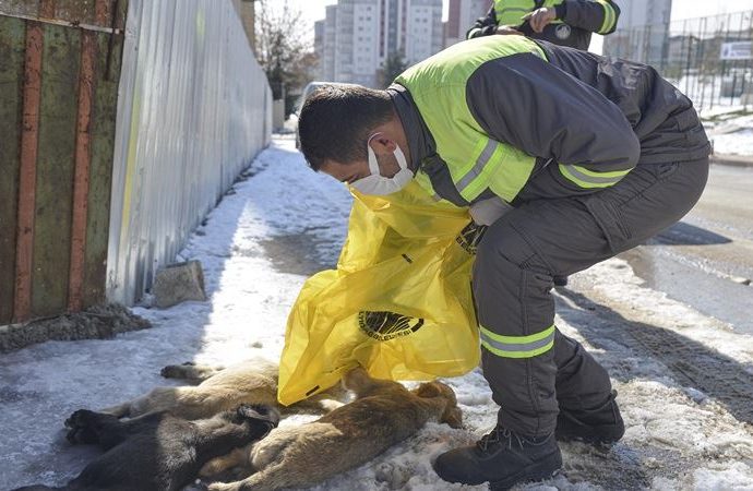 Ankara’da 3 yavru köpek ölü bulundu