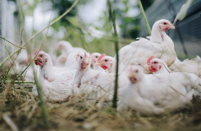 Japonya’da kuş gribi alarmı: Yüz binlerce tavuk öldürülecek