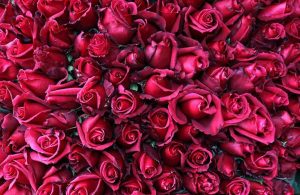 Sevgililer Günü yaklaştı: Gül, serada 2.5 lira çiçekçide 20 lira oldu