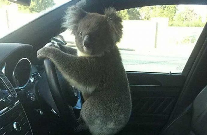 Zincirleme kazaya neden olan koala, direksiyon başında poz verdi