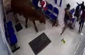 Yolunu kaybeden inek hastaneye daldı: 4 yaralı