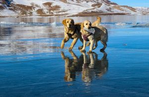 Buz tutan gölde köpeklerin eğlenceli oyunu