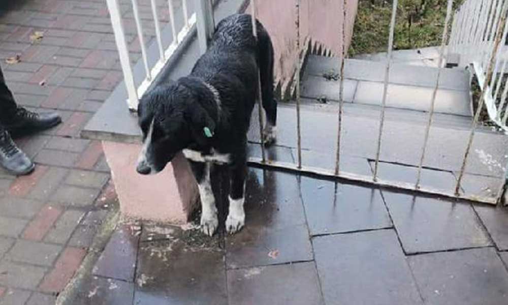 Demir kapıya sıkışan köpek kurtarıldı