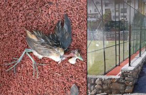 İlk kez Türkiye’de görülen bir kuş türü ölü bulundu