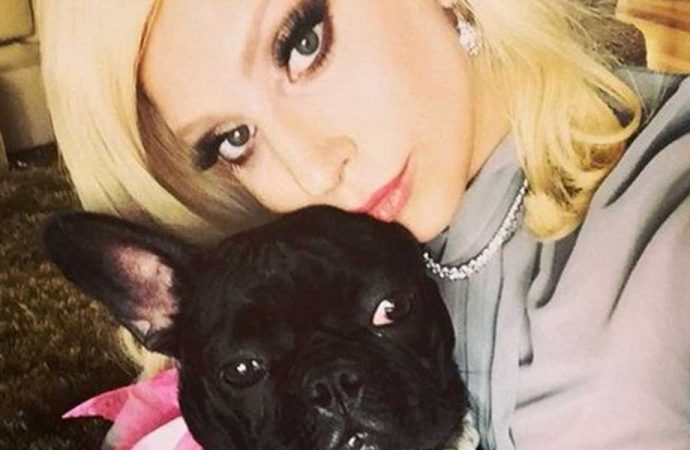 Lady Gaga’nın köpekleri silahlı saldırıyla kaçırıldı