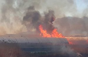 Antalya’da rüzgar: Sazlık alanda başlayan yangın büyüdü