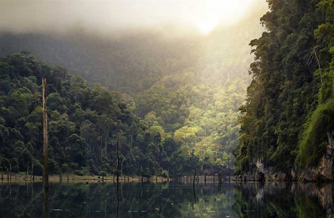 ‘Amazon ormanları Facebook’ta satılıyor’ haberinin ardından soruşturma başlatıldı