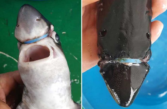 Başına plastik halka takılan yavru köpek balığı kurtarıldı