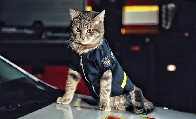 Kurtarılan kedi itfaiyeye katıldı: Binbaşı unvanı verildi