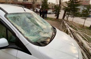 Rüzgarın devirdiği ağaç, otomobile hasar verdi