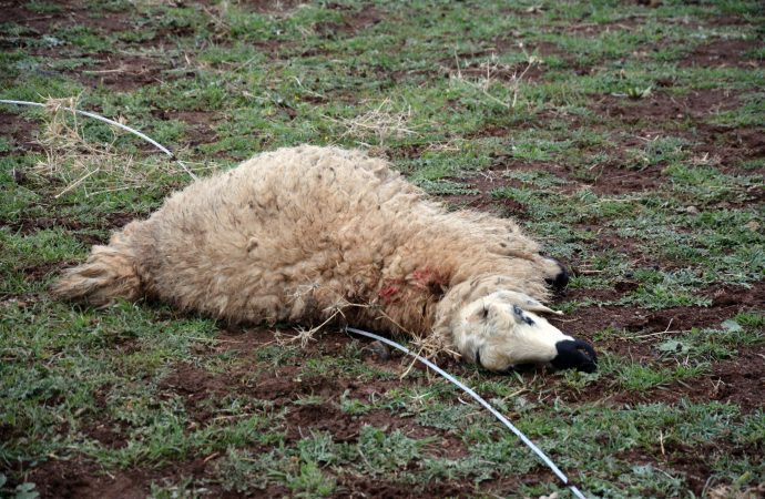 Kopan elektrik teline temas eden 11 koyun öldü
