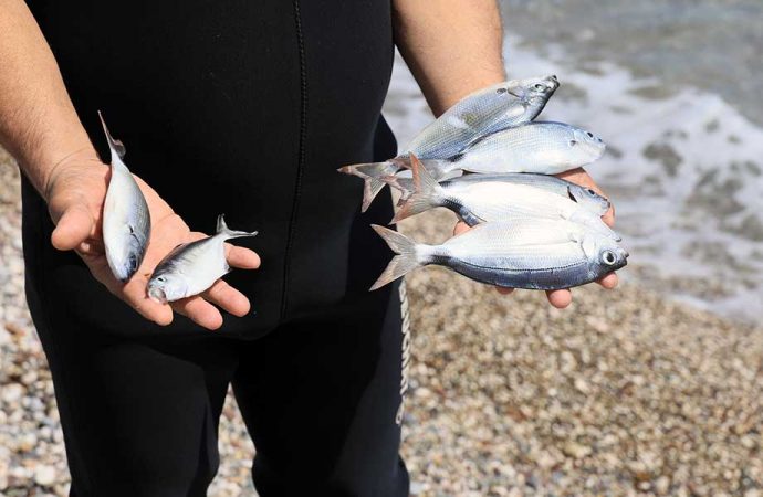 Zehirlenen balıklar kıyıya vurdu: Bu doğayı katletmektir