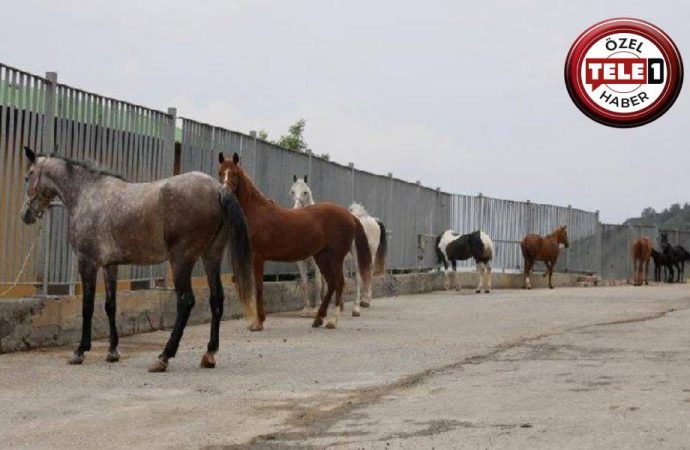 İddia: Hatay’a gönderilen 11 at öldü, diğerleri de satıldı