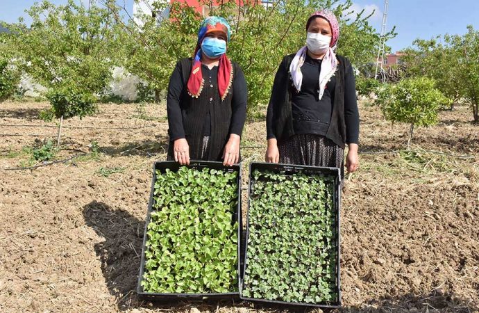 Tarsus Belediye Başkanı Bozdoğan, yerli tohumları toprakla buluşturdu