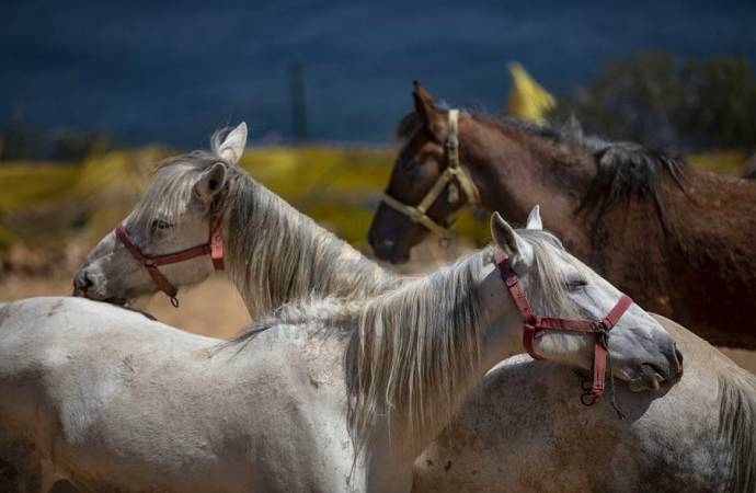 İBB’nin MHP’li belediyeye hibe ettiği atlar kayboldu