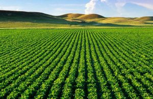 16 milyon metrekare tarım arazisi yabancılara satıldı