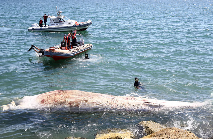 Mersin’de 14 metrelik balina kıyıya vurdu