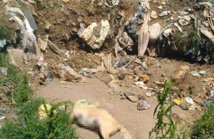 Sakarya’da toplu hayvan katliamı! 17 köpeği öldürdüler