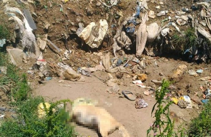 Sakarya’da toplu hayvan katliamı! 17 köpeği öldürdüler