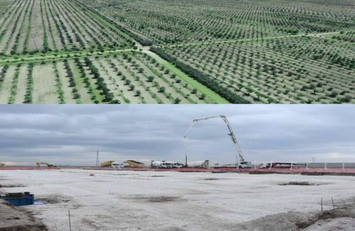 AKP’li belediye 85 bin ağaç kesti