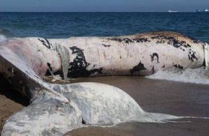 Mersin’de karaya vuran balinanın ölüm nedeni belli oldu