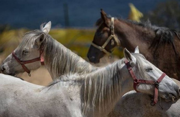 İstanbul İl Tarım ve Orman Müdürlüğü: Atların yerini bilmemize imkan yok