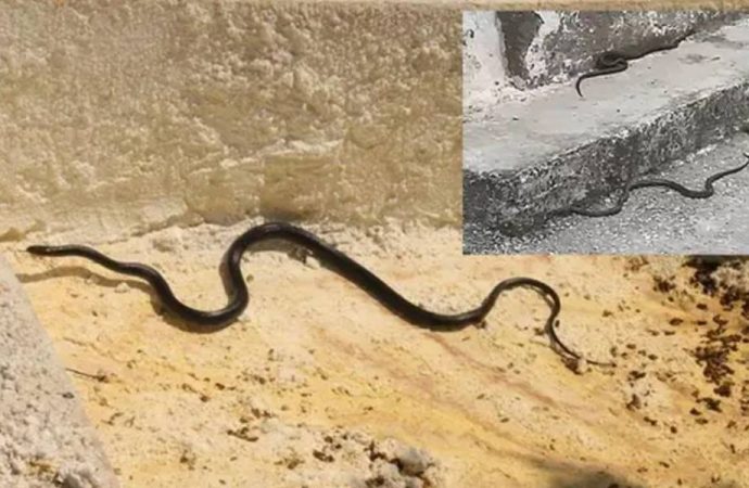 Kuşadası’nda görülen siyah yılanlarla ilgili flaş uyarı