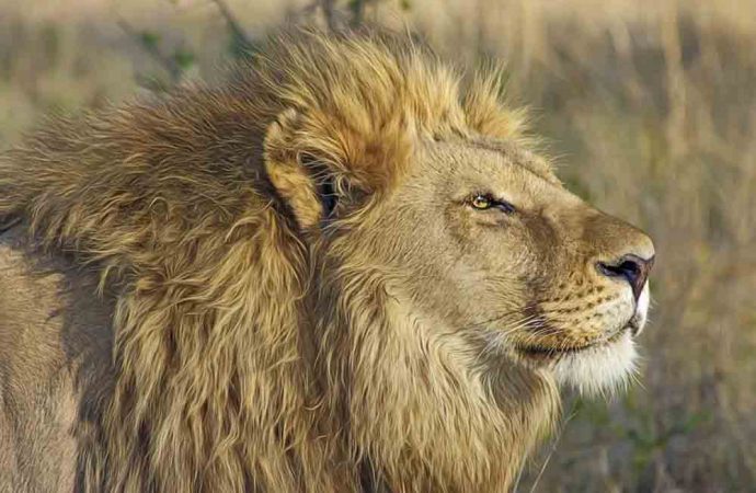 Hindistan’da iki aslanın koronavirüs testi pozitif çıktı