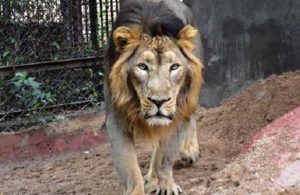 Hayvanat bahçesindeki 8 aslan koronavirüse yakalandı