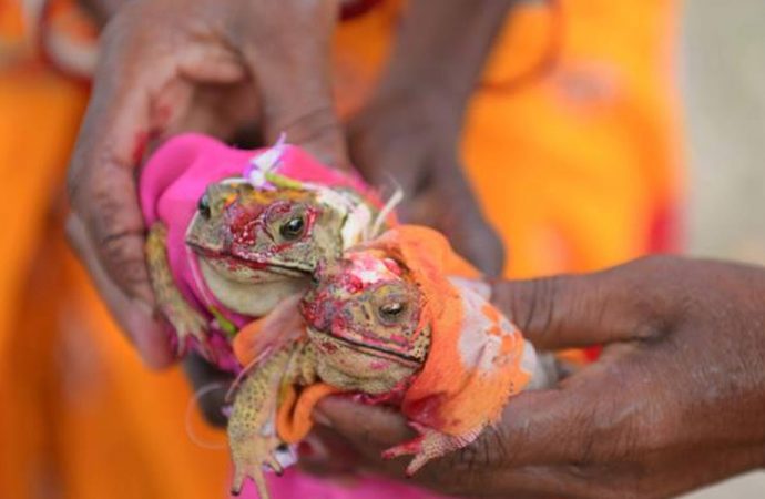 Hindistan’da yağmur yağsın diye kurbağaları evlendirdiler