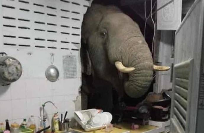 Gürültüye uyandı, mutfağında fille karşılaştı