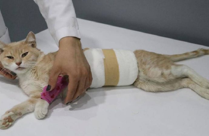 Yaralı olarak bulunan kedide cinsel saldırı şüphesi