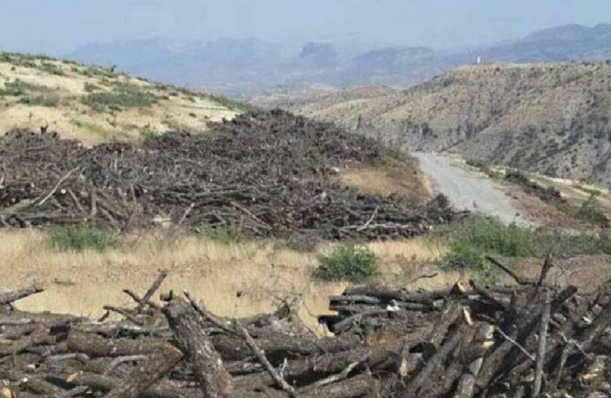 ‘Cudi Dağı’ndaki binlerce ağacı AKP’li vekilin babası kestirdi’ iddiası