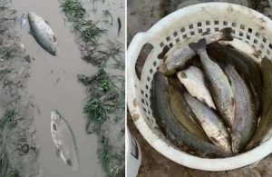 Kozan’da şiddetli yağış: Tarlalarda balık tuttular