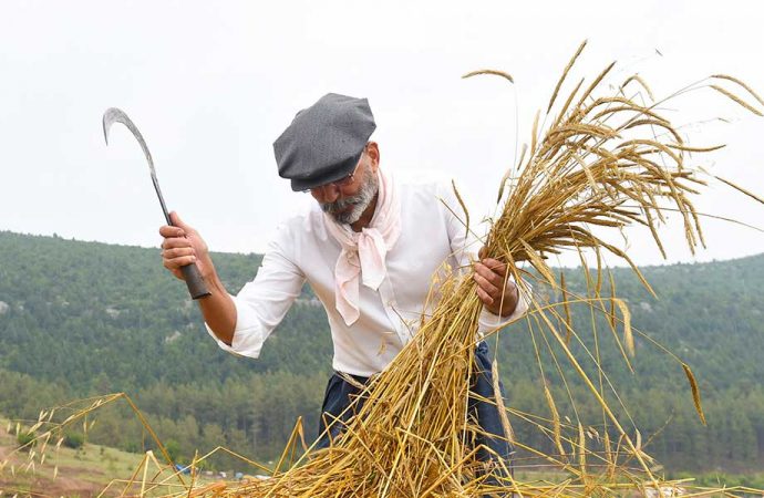 Kunduru buğdayının son hasadını Başkan yaptı