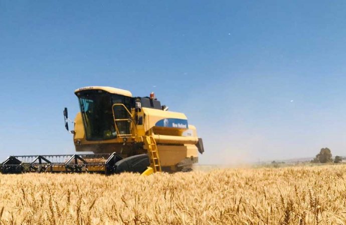 Reyhanlı’da 40 dönümlük buğday tarlası hasadı gerçekleştirildi