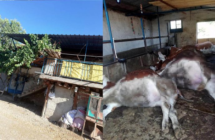 Elektrik akımına kapılan 6 inek öldü