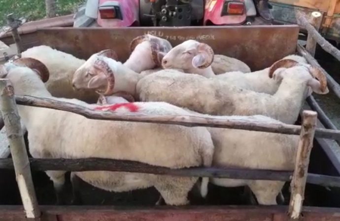 Bursa’da 8 kurbanlık koyun çalındı