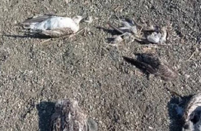 Hazar Gölü’nde martılar öldü