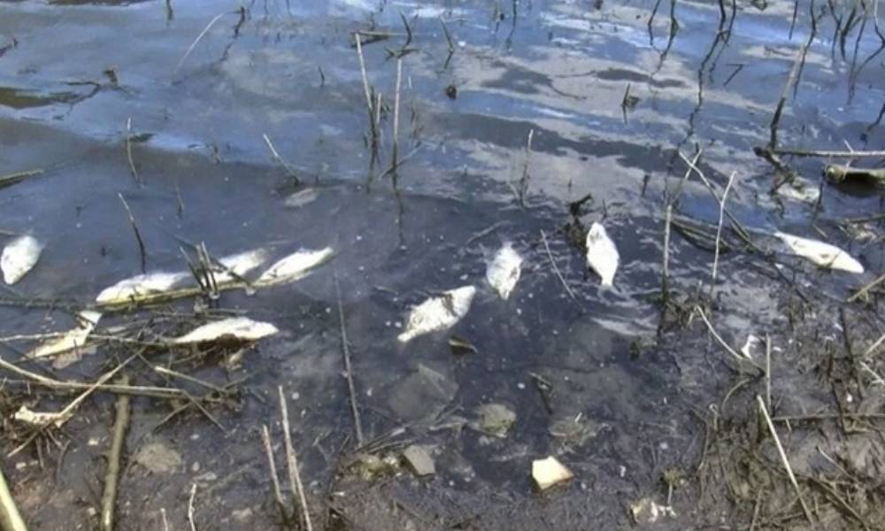 Alibeyköy Barajı’nda toplu balık ölümleri: Onlarca balık kıyıya vurdu