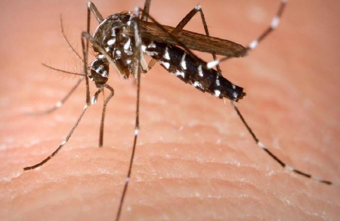 Asya Kaplan Sivrisineği giysi üzerinden ısırıyor, alerji yapıyor