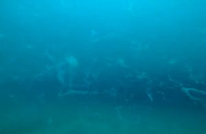 Müsilaj tehlikesi bitmedi: Çanakkale Boğazı’nda 17 metrede görüldü