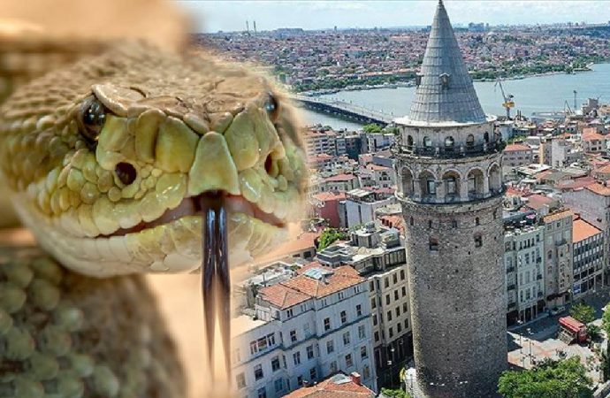 Beyoğlu’nda yılan yuvası paniği: Mahalleli evlerine giremiyor