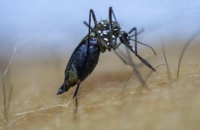 İstanbul’da Asya Kaplan Sivrisineği alarmı