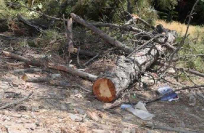 AKP’li belediye otopark için onlarca ağacı kesti