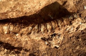 Yaşamın izi 890 milyon yıl öncesinde bulundu